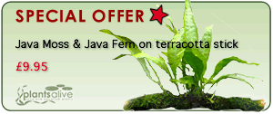 Java Moss & Java Fern on terracotta stick
